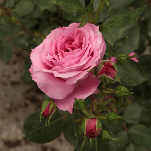 Gärtnerei - Rosa Abrud - rosa - park und strauchrosen - diskret duftend - Márk Gergely - -